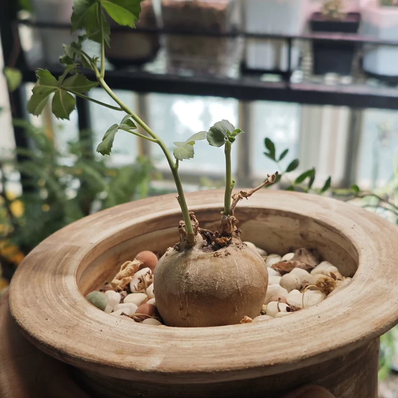 3-3.5cm Jatropha berlandieri