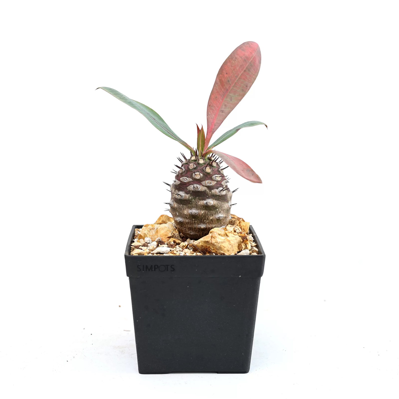 6-8cm Euphorbia Pachypodioides