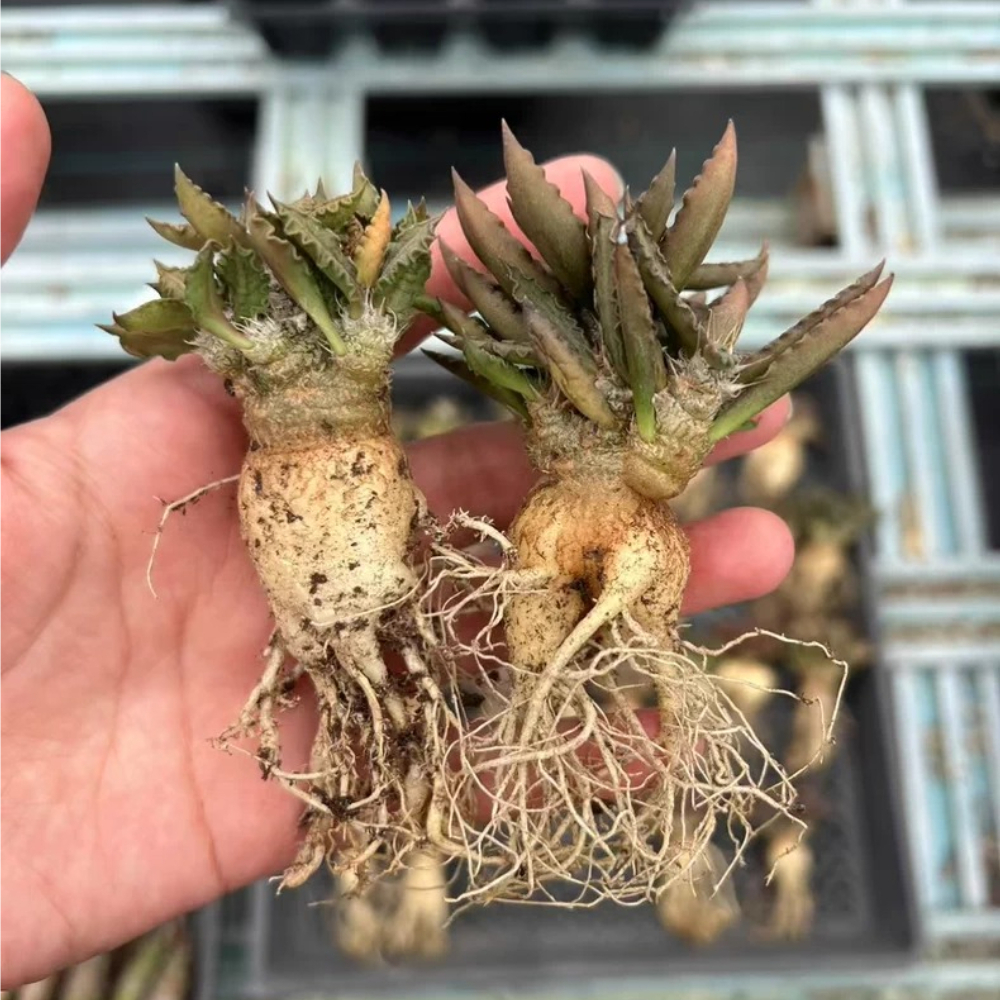 3-3.5cm Euphorbia Tulearensis