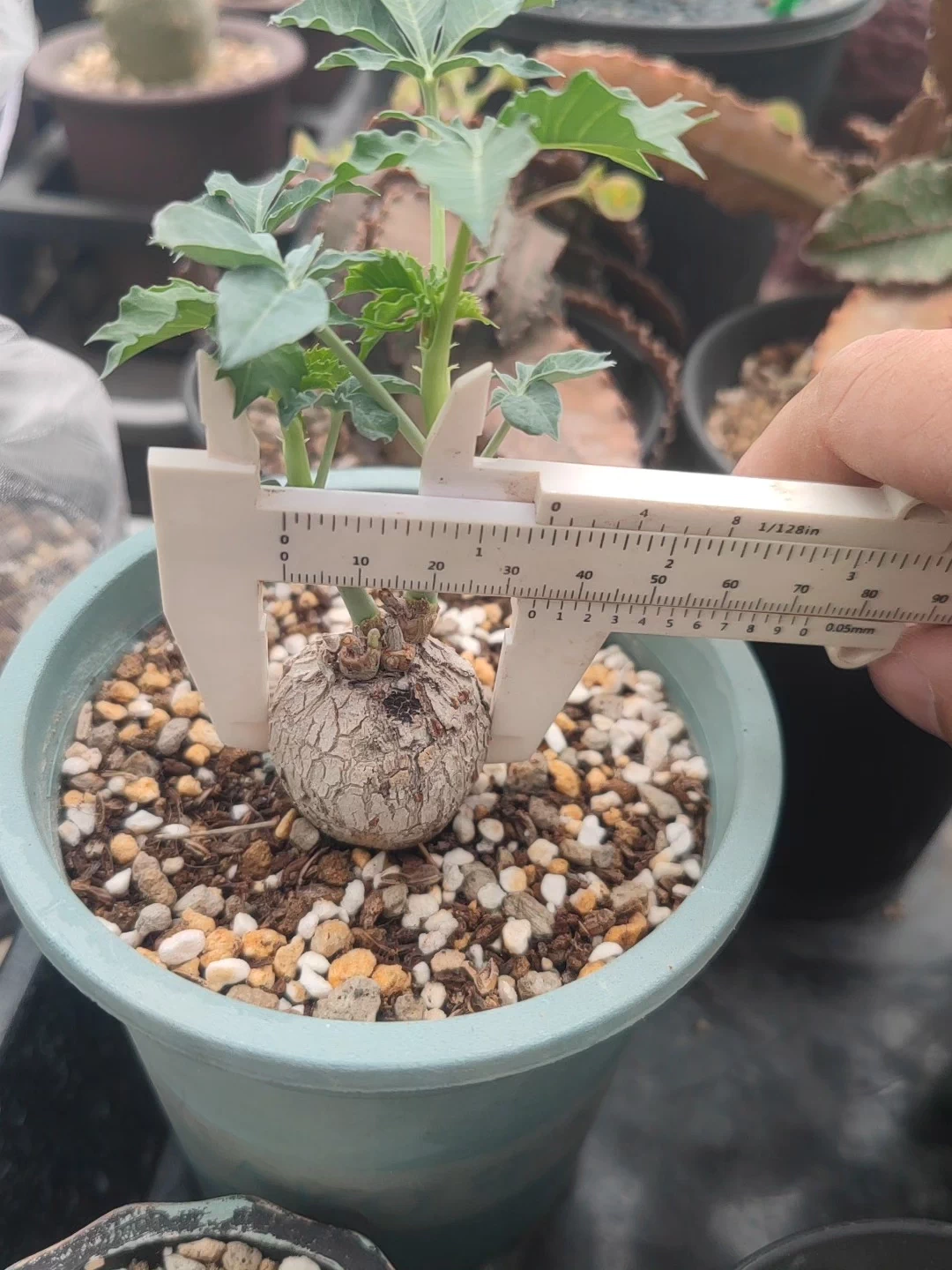 3-3.5cm Jatropha berlandieri