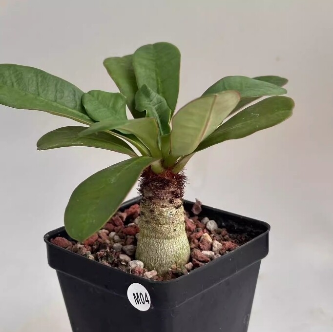 2-2.5cm Euphorbia Ramena