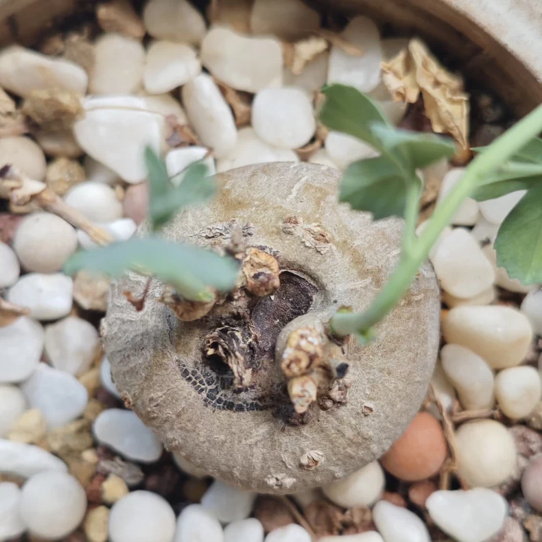 3-3.5cm Jatropha berlandieri