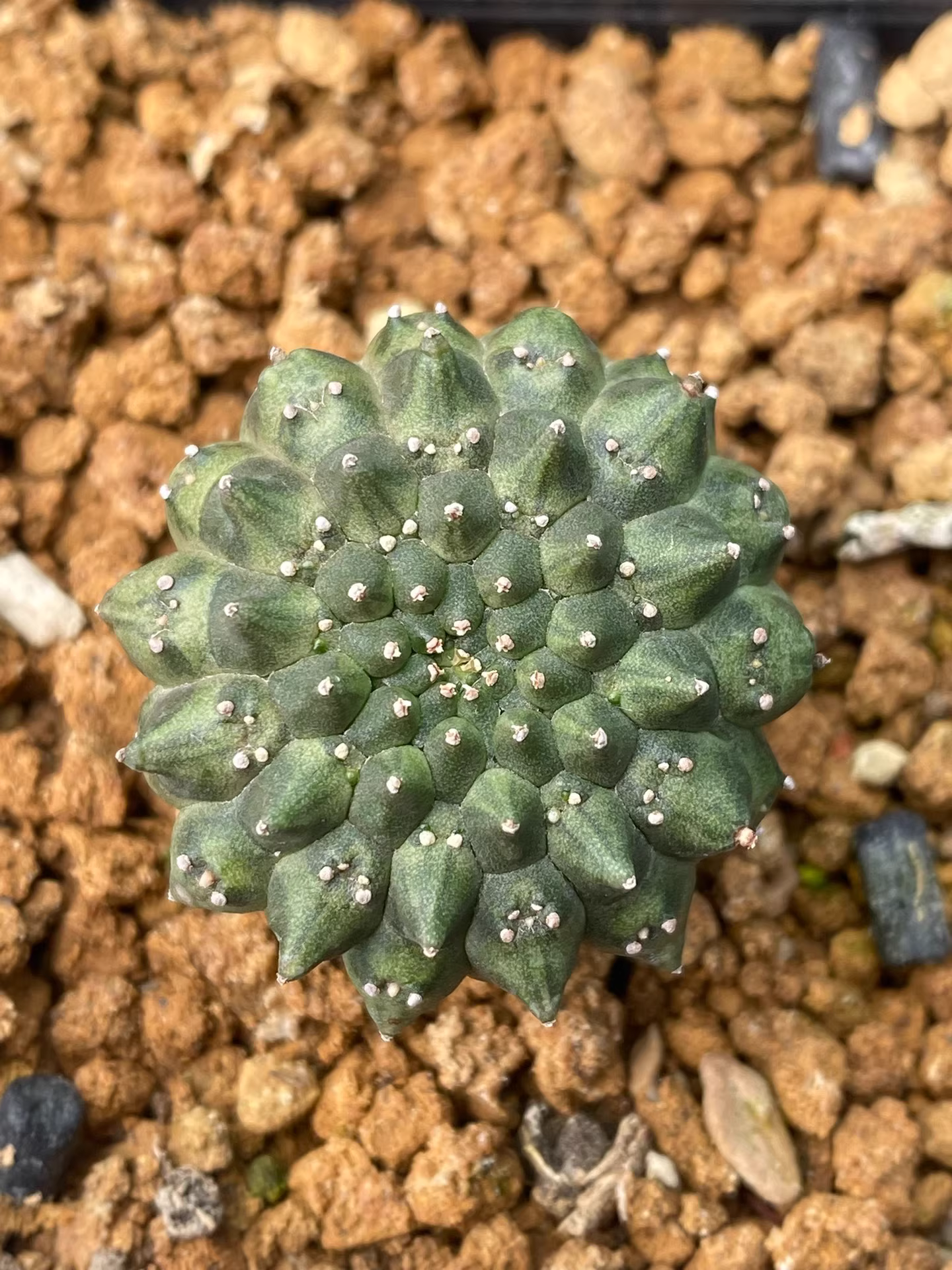 3-4cm Euphorbia gymnocalycioides