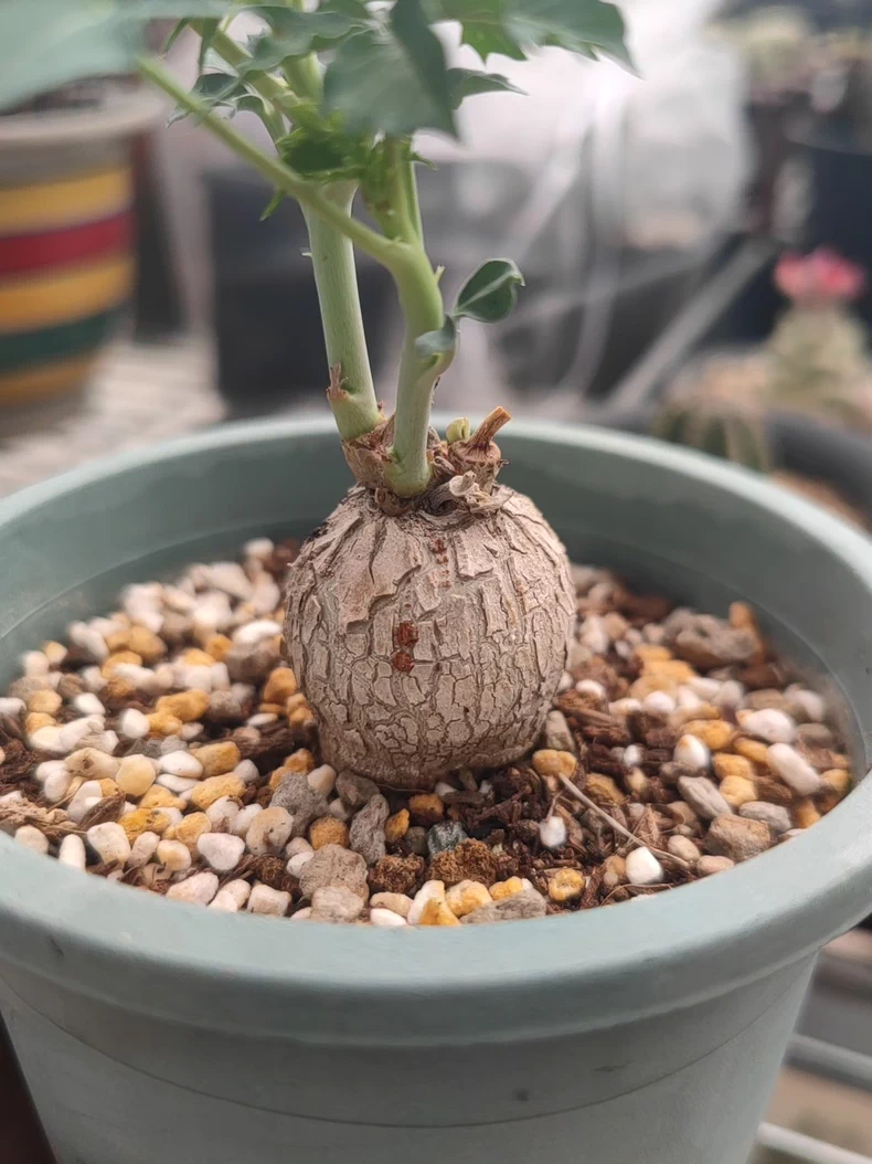 3-3.5cm Jatropha berlandieri