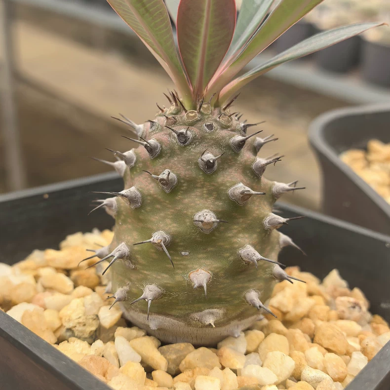 6-8cm Euphorbia Pachypodioides