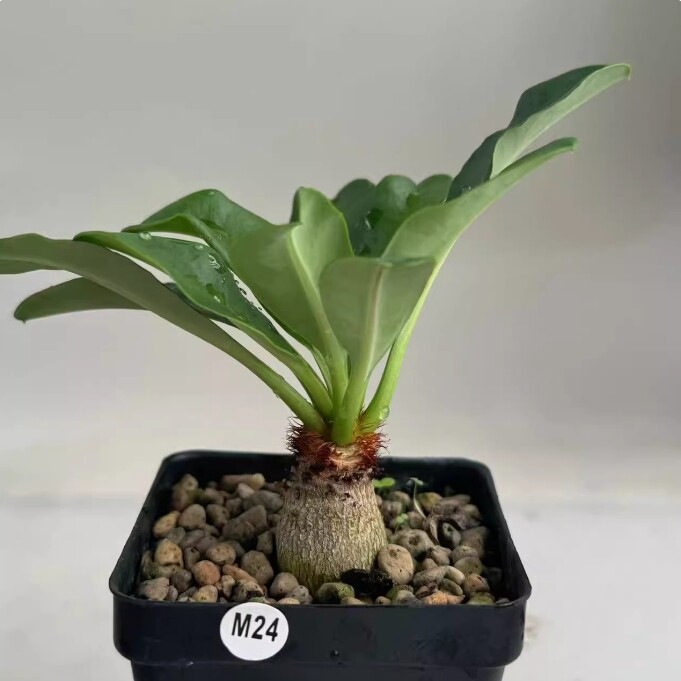 2-2.5cm Euphorbia Ramena