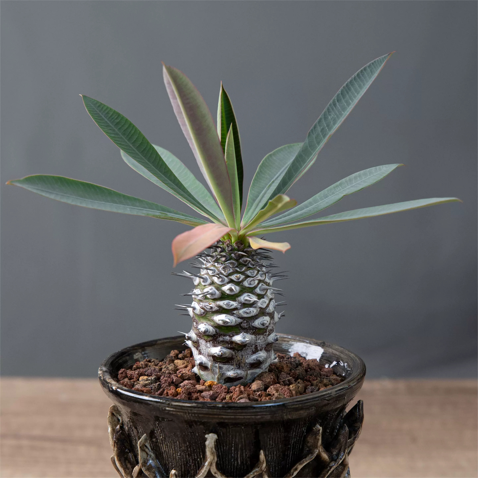 6-8cm Euphorbia Pachypodioides