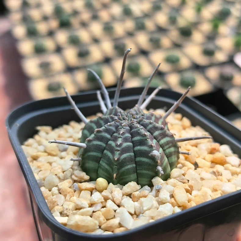 3-3.5cm Euphorbia Valida