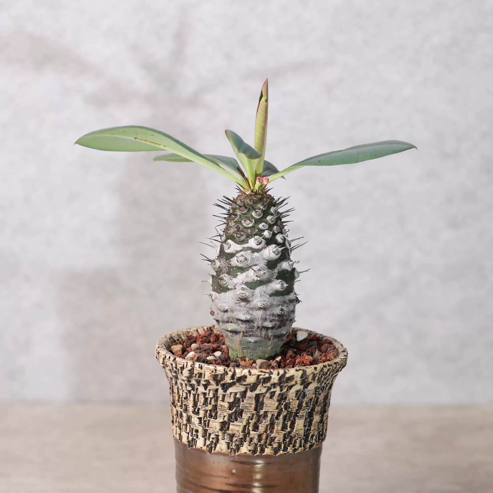 6-8cm Euphorbia Pachypodioides