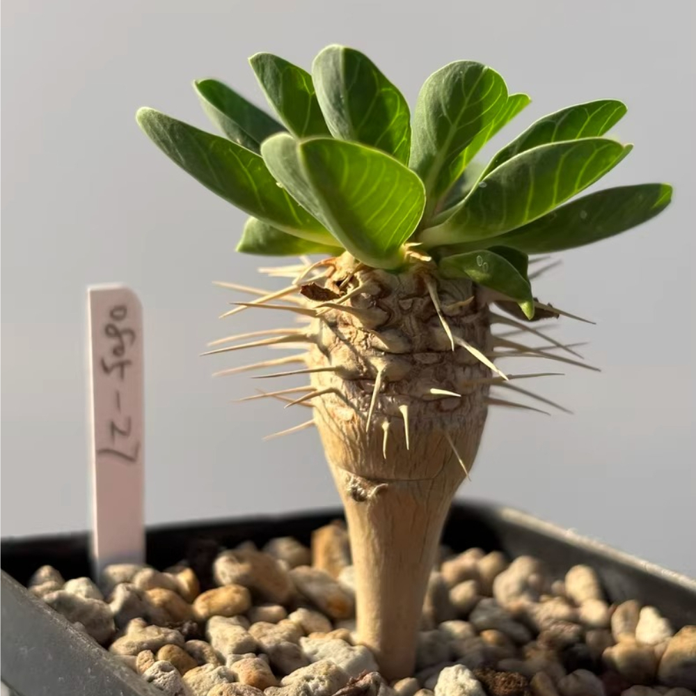 1.5-2CM Euphorbia Guillaumeniana