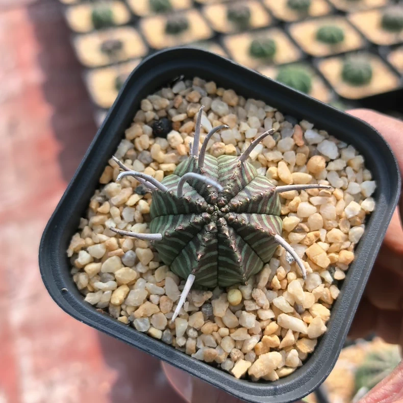 3-3.5cm Euphorbia Valida