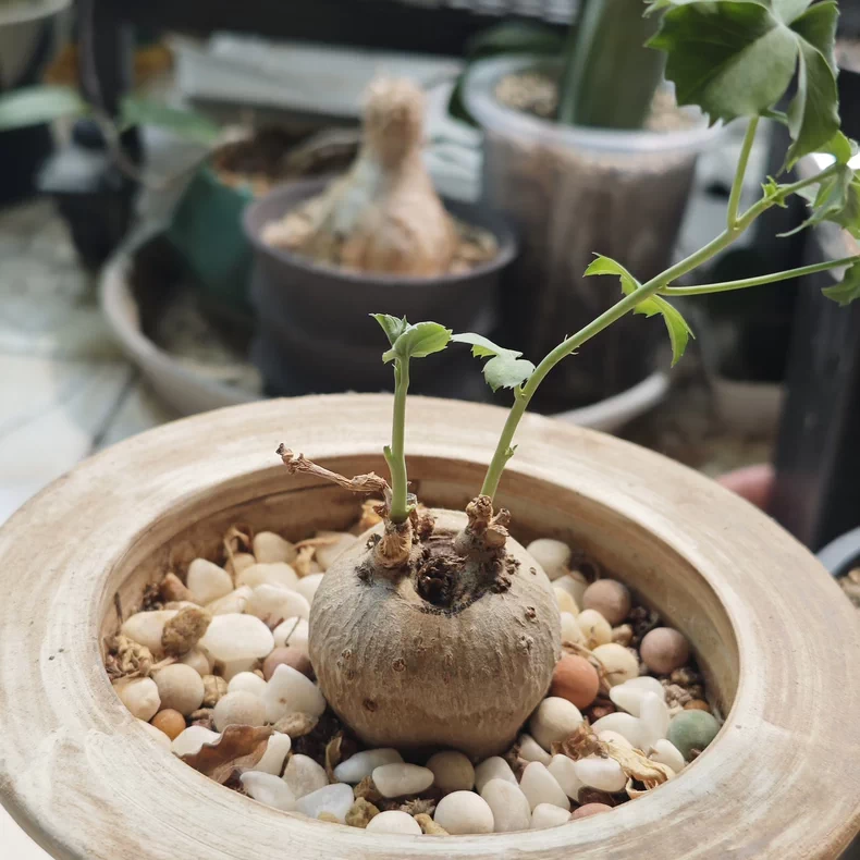 3-3.5cm Jatropha berlandieri