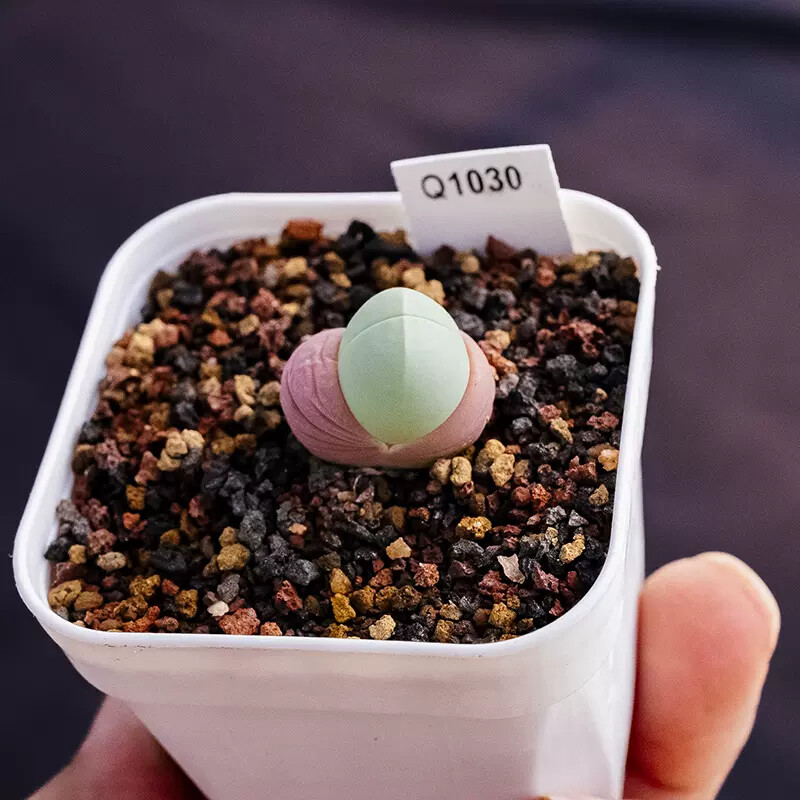 0.5-1cm 1PCS Gibbaeum Comptonii