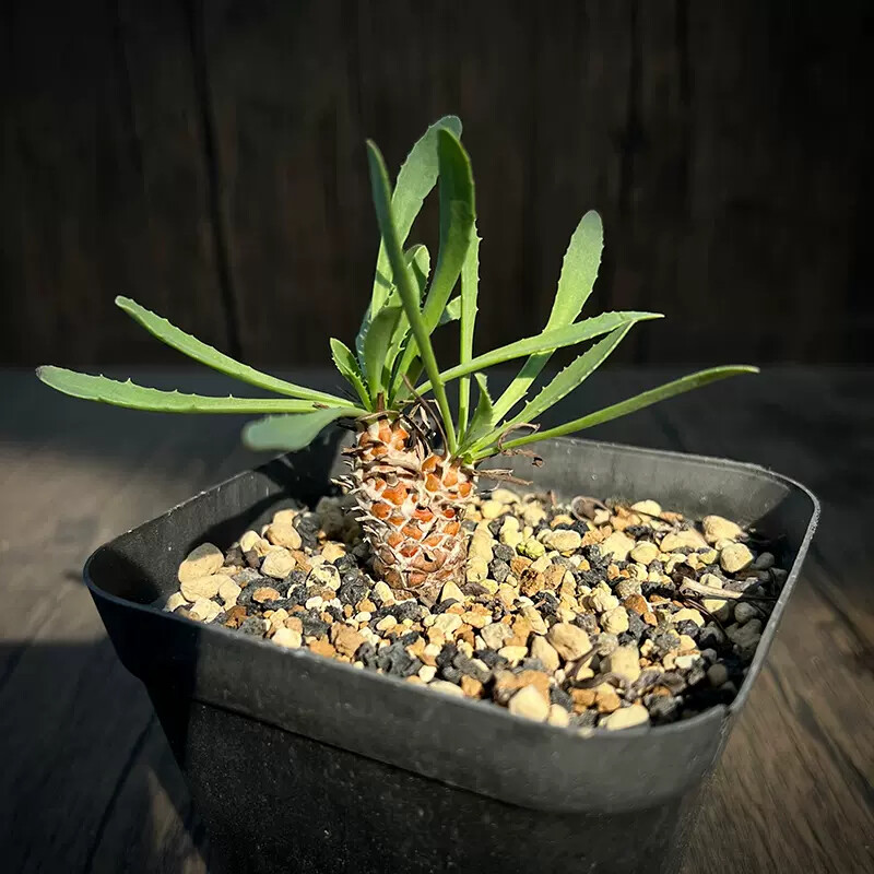 5-7cm Othonna lepidocaulis