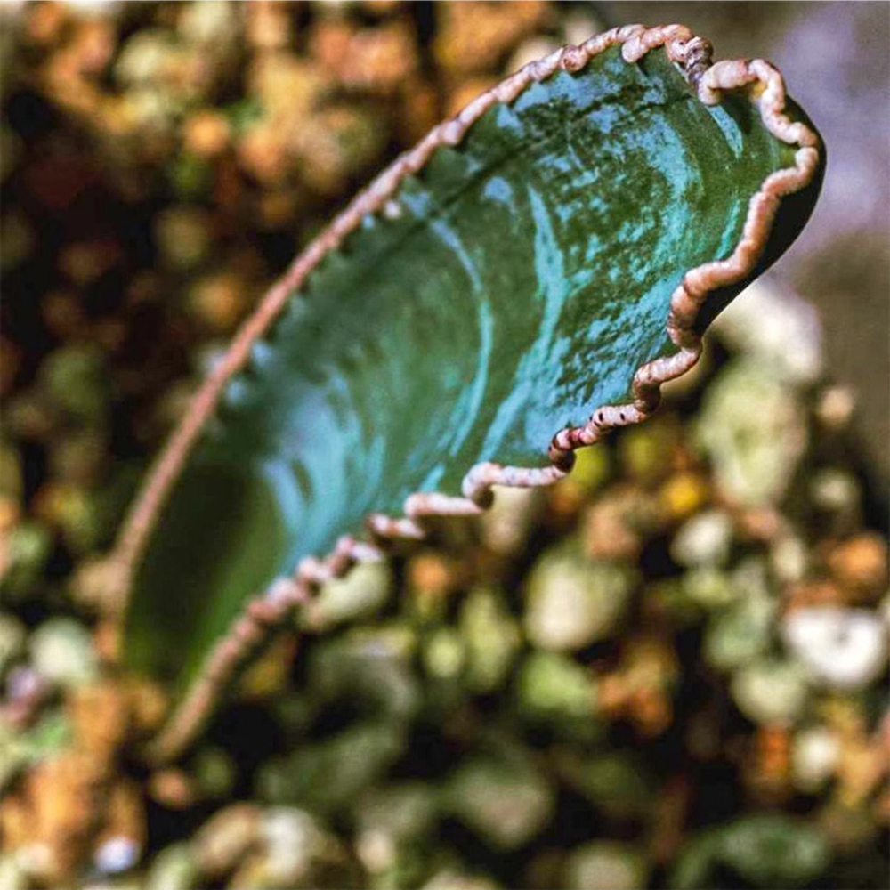 1-1.5cm Albuca dilucula