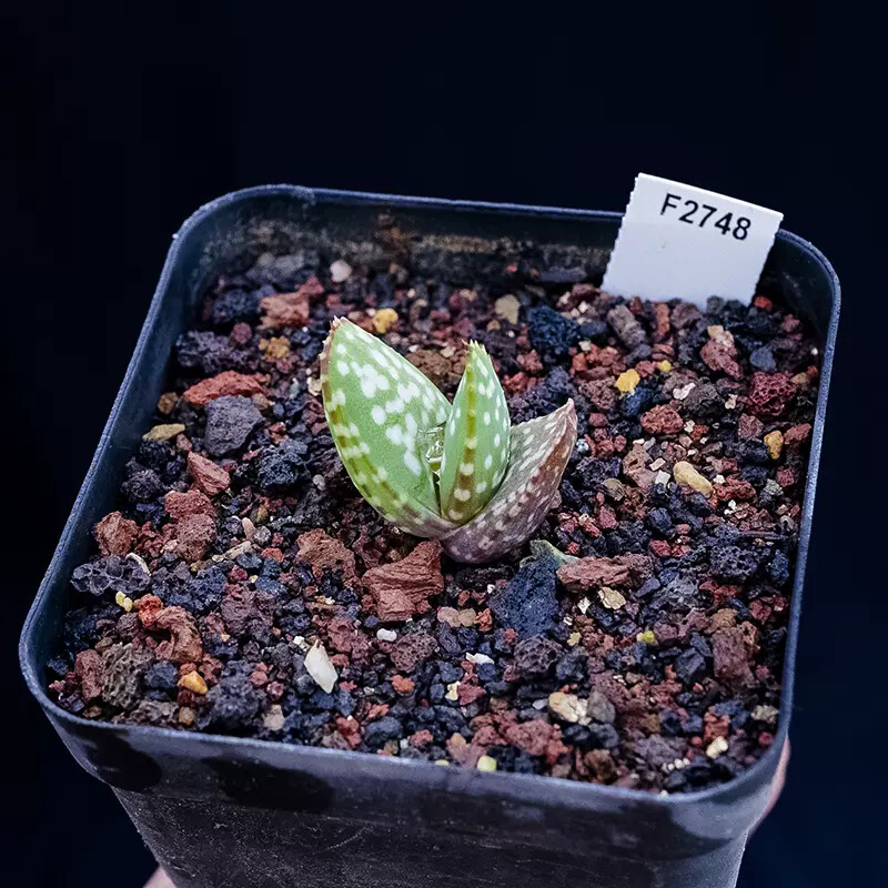 3-4cm Aloe microstigma