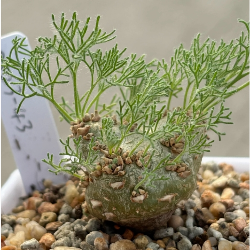 1.8-2.2cm Monsonia Peniculina