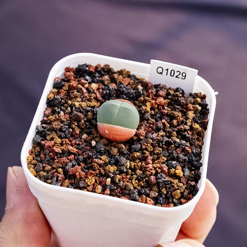 0.5-1cm 1PCS Gibbaeum Comptonii