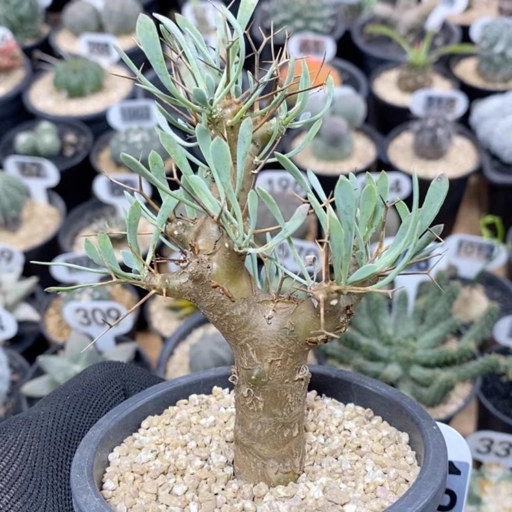 5-6cm Othonna euphorbioides