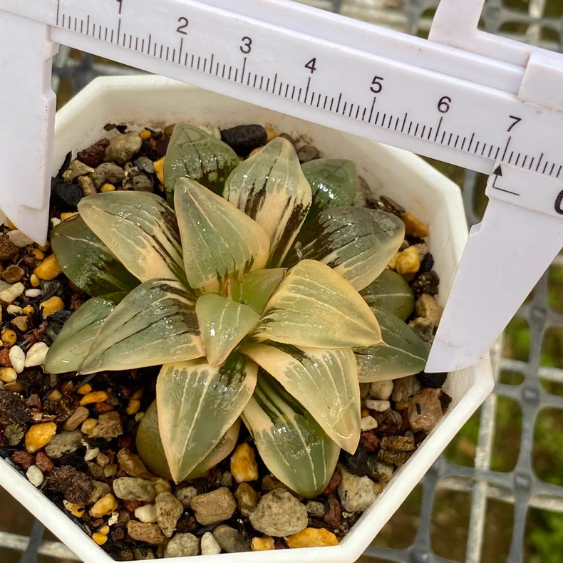 6-7CM Haworthia emelyae Variegated