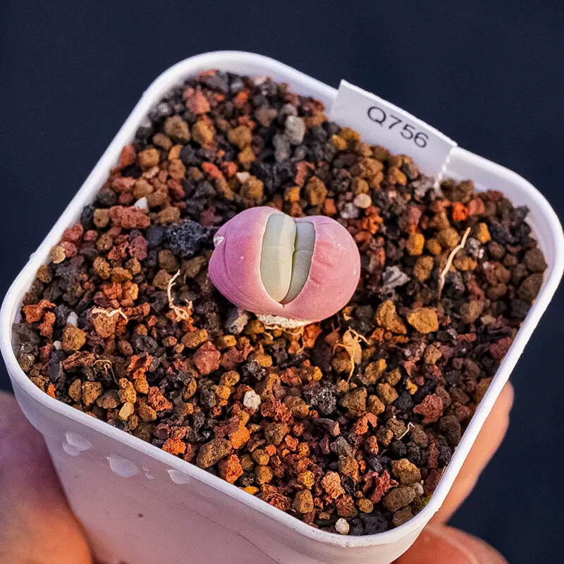 0.5-1cm 1PCS Gibbaeum Comptonii