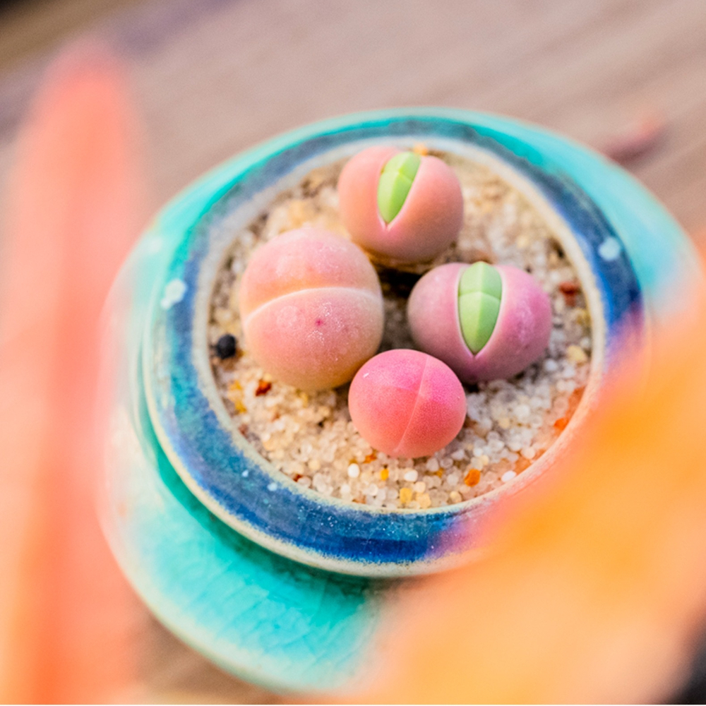 0.5-1cm 1PCS Gibbaeum Comptonii