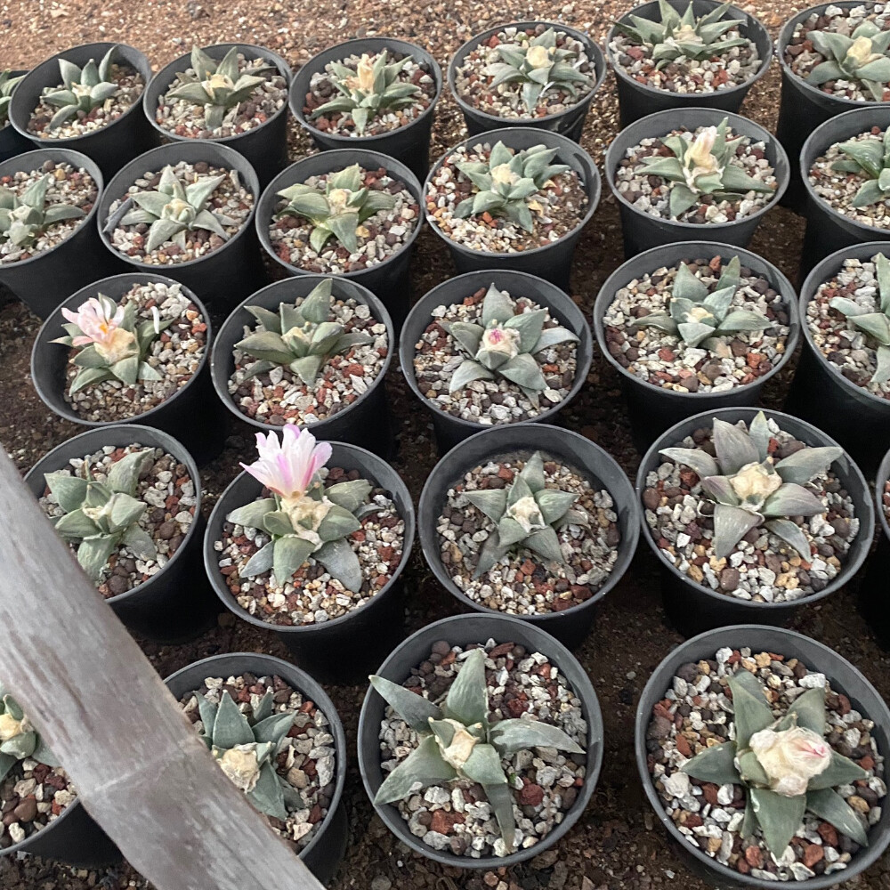 6-7cm Ariocarpus retusus Scheidw