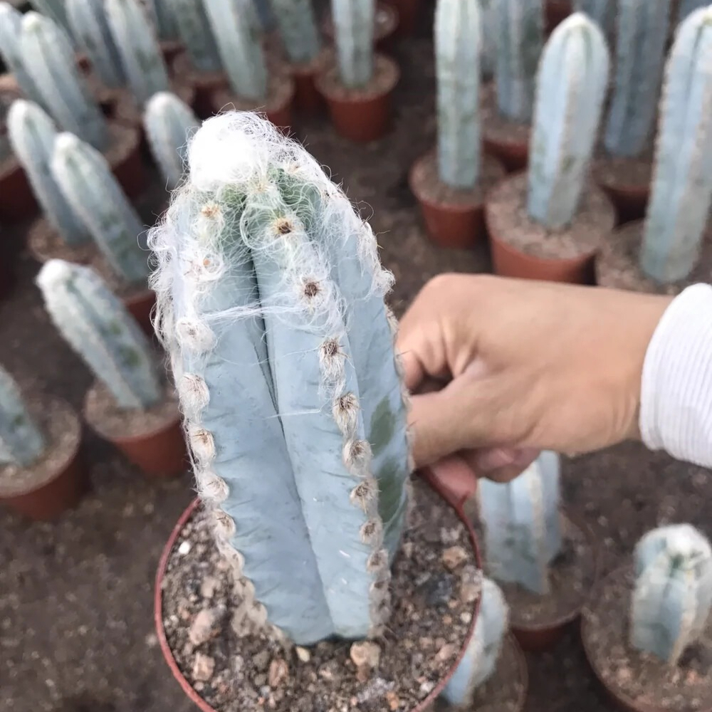 9-11cm Pilosocereus pachycladus