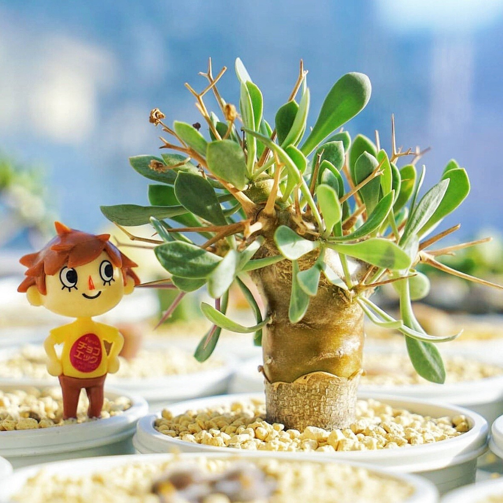 5-6cm Othonna euphorbioides