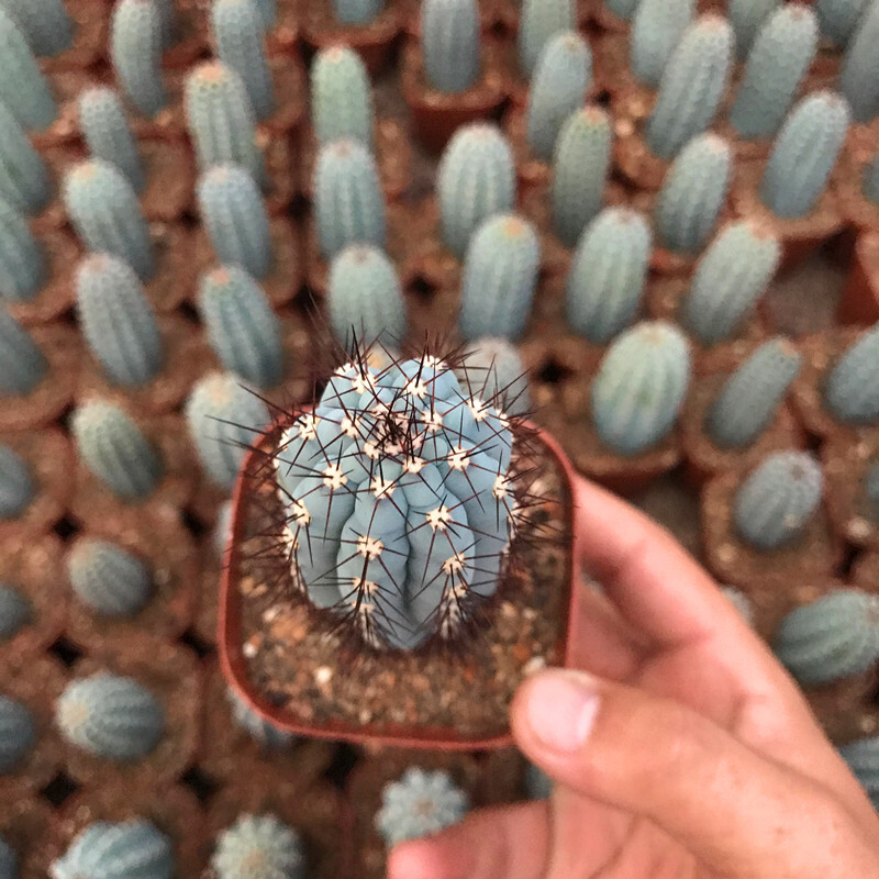 10-12CM Cipocereus Bradei
