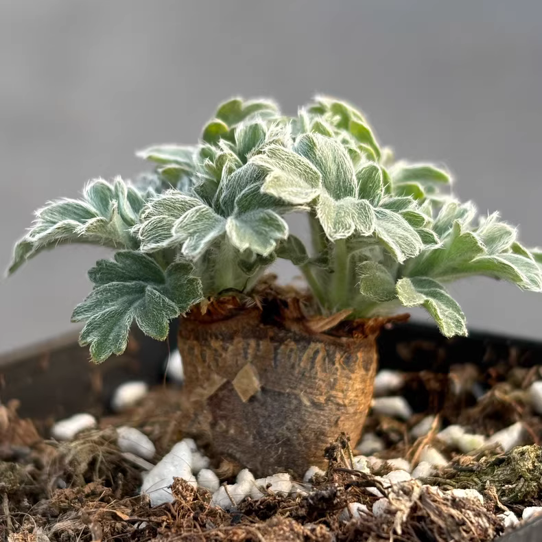 1.5-2cm Pelargonium incrassatum Triste