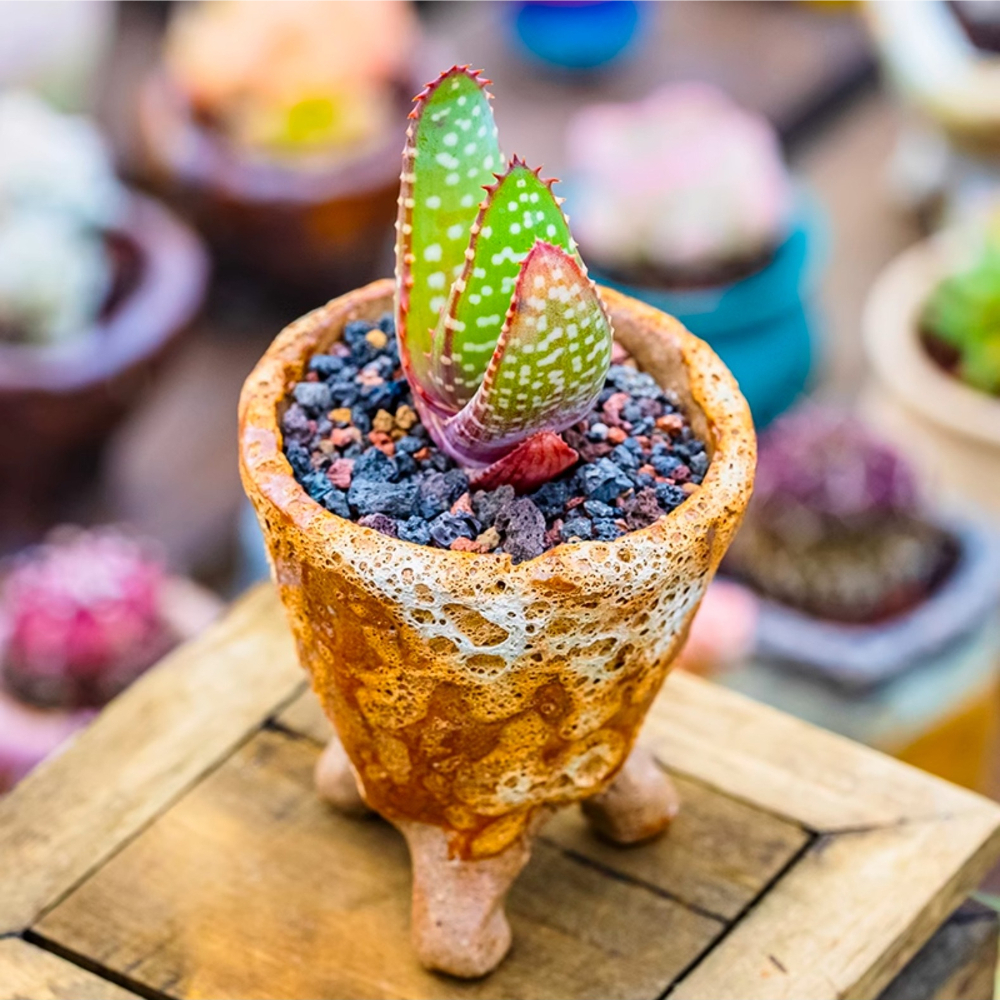 3-4cm Aloe microstigma