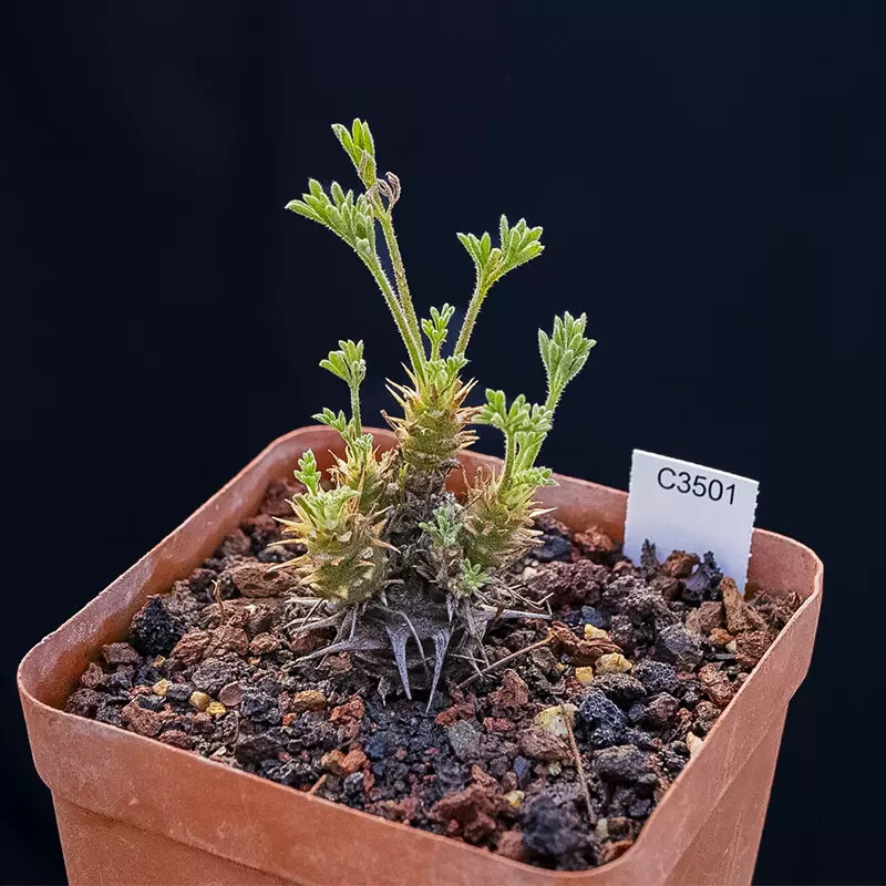 1.5-2cm Pelargonium Hystrix Triste