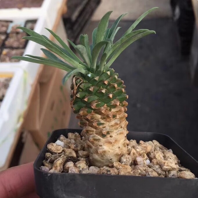 5-7cm Euphorbia Bupleurifolia