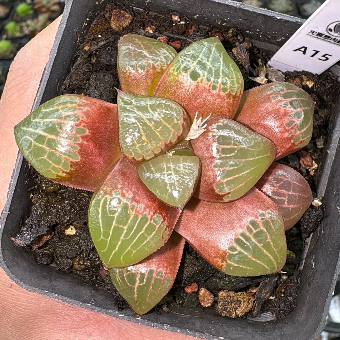6-7cm 1PCS Haworthia Correcta Charm