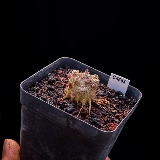 2cm 1PCS Phyllobolus resurgens