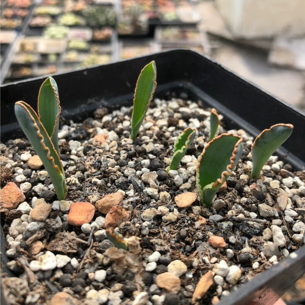 1-1.5cm Albuca dilucula