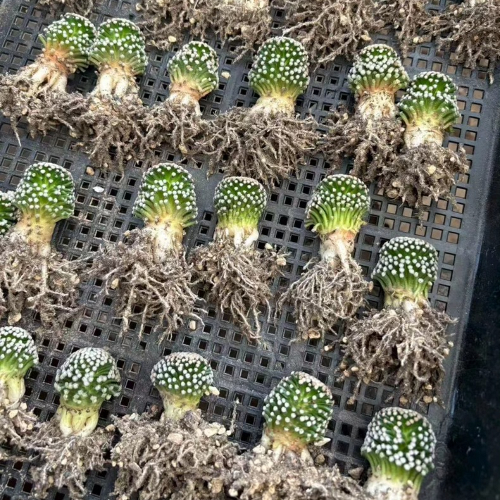 2.3-3cm Mammillaria luethyi
