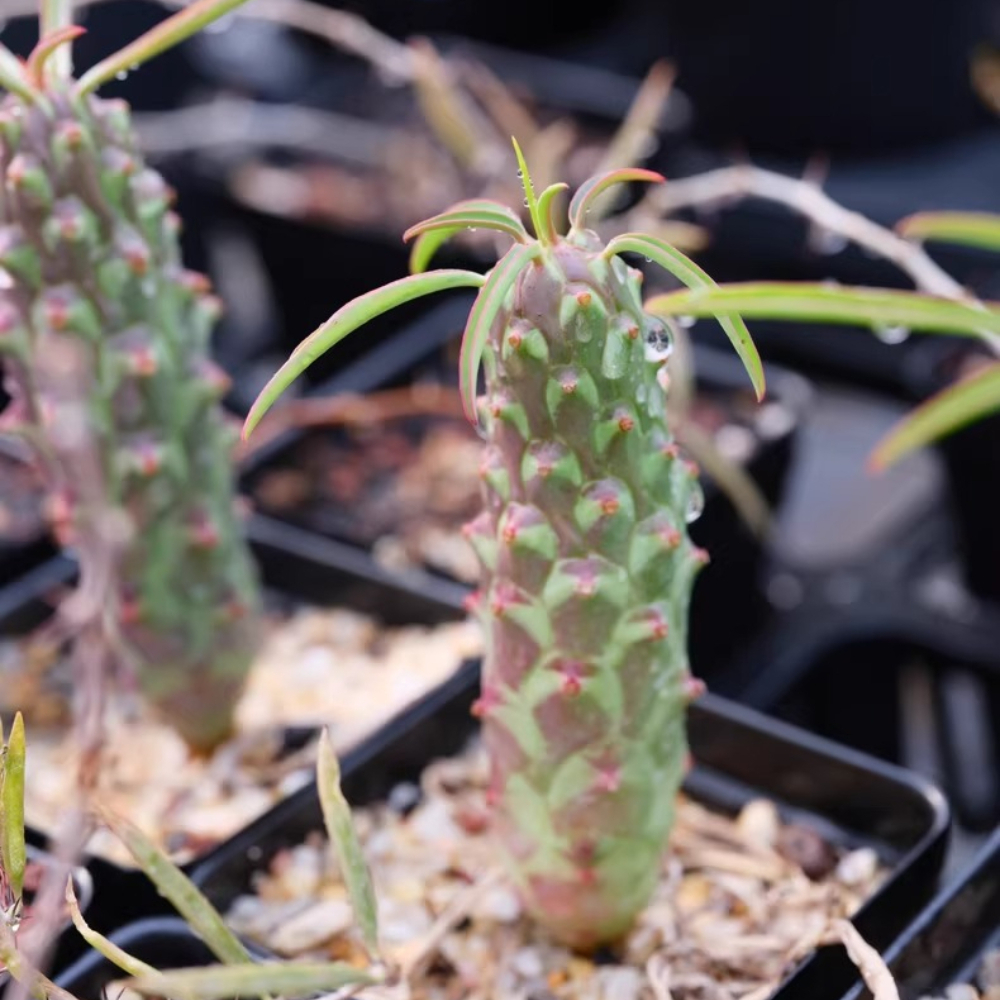 1.5-2cm Euphorbia Clav