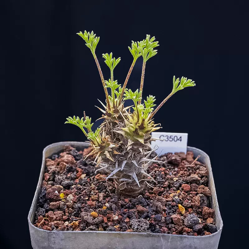 1.5-2cm Pelargonium Hystrix Triste