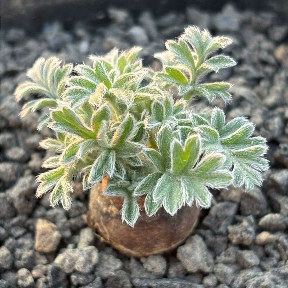1.5-2cm Pelargonium incrassatum Triste