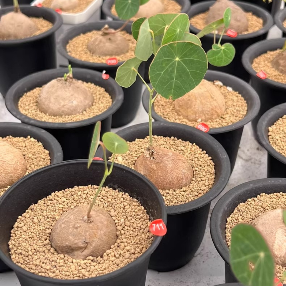 4CM 1PCS Stephania pierrei Diels