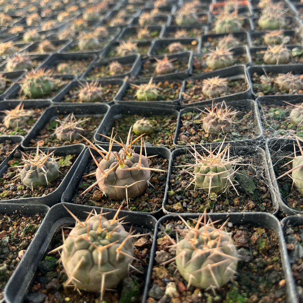 3-4cm Gymnocalycium Mazanense