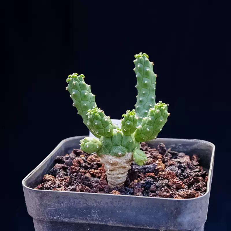 6-7cm 1PCS Euphorbia inermis