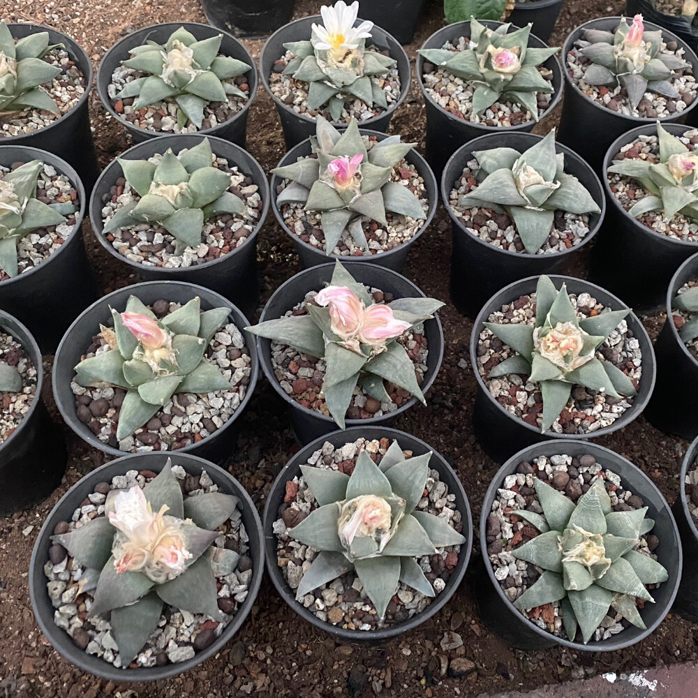 6-7cm Ariocarpus retusus Scheidw