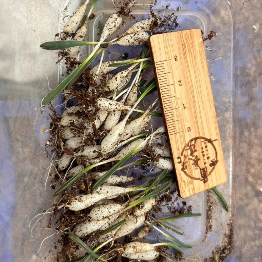 1-1.5cm Albuca dilucula