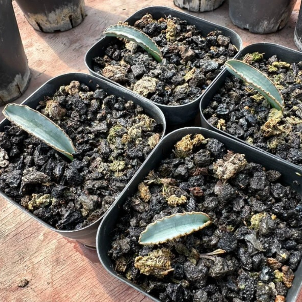 1-1.5cm Albuca dilucula