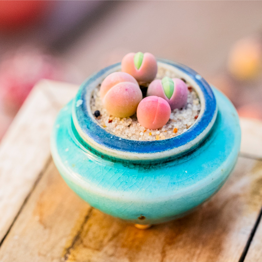 0.5-1cm 1PCS Gibbaeum Comptonii