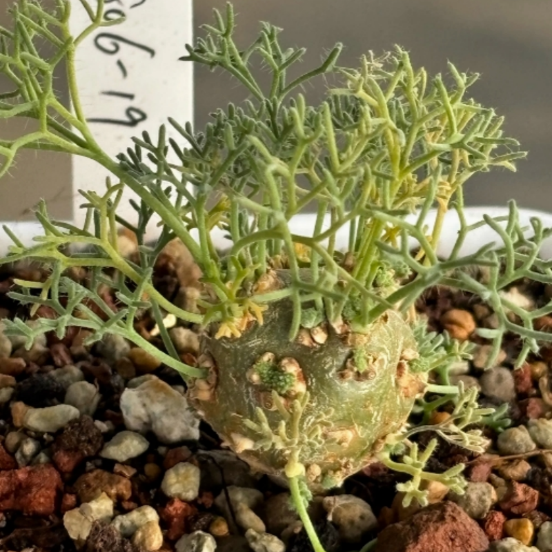 1.8-2.2cm Monsonia Peniculina