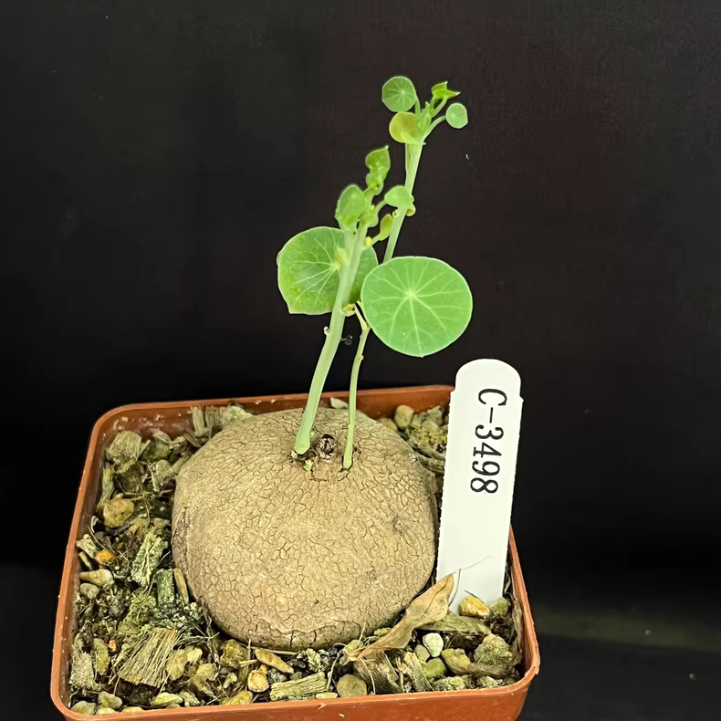 4CM 1PCS Stephania pierrei Diels